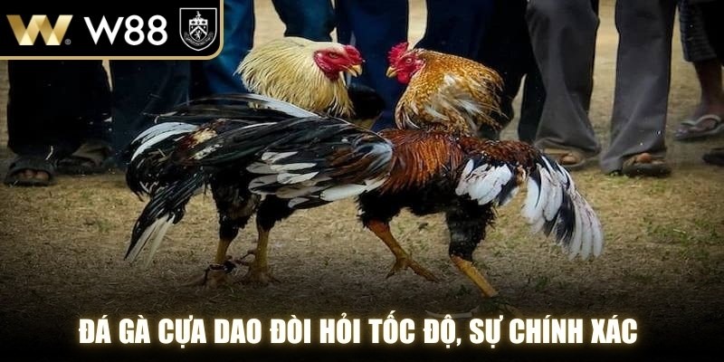 Đá gà cựa dao đòi hỏi tốc độ, sự chính xác và chiến thuật thông minh