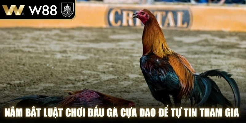 Nắm bắt luật chơi đấu gà cựa dao WW88 để tự tin tham gia theo dõi
