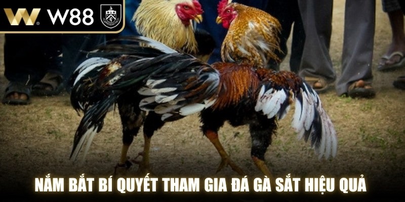 Nắm bắt bí quyết tham gia đá gà sắt hiệu quả cùng chuyên gia WW88