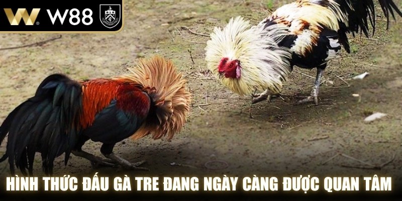 Hình thức đấu gà tre đang ngày càng được quan tâm trên các nền tảng trực tuyến
