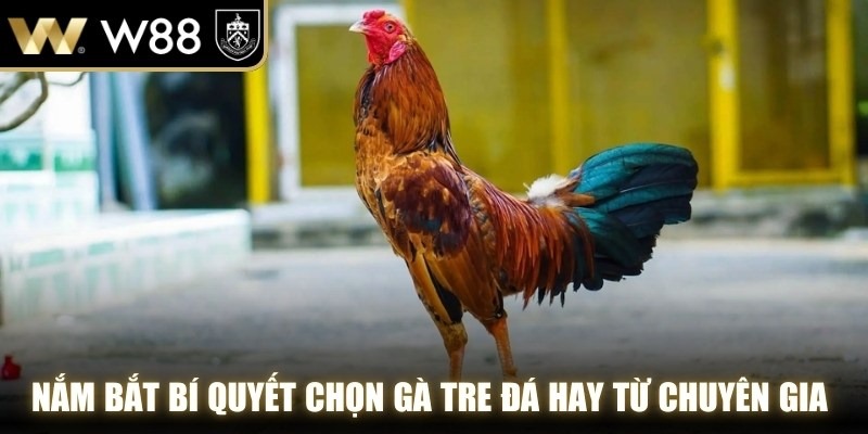Nắm bắt bí quyết chọn gà tre đá hay từ chuyên gia WW88