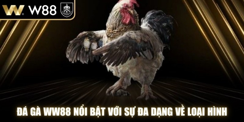Đá gà WW88 nổi bật với sự đa dạng về loại hình thi đấu và kèo cược